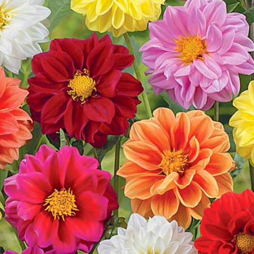 Георгина Клауди, смесь окрасок Premium Seeds изображение 1 артикул 83901