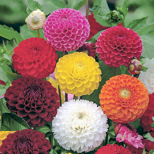 Георгина Клеопатра, смесь окрасок Premium Seeds изображение 1 артикул 83902