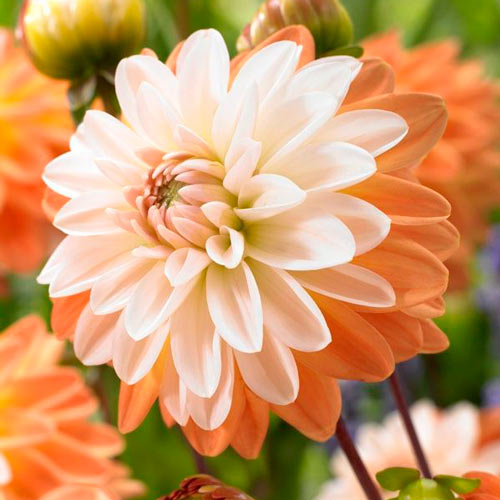 Георгина Коуп де Солейл изображение 1 артикул 76205