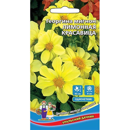 Георгина Лимонная красавица Уральский дачник изображение 1 артикул 94781
