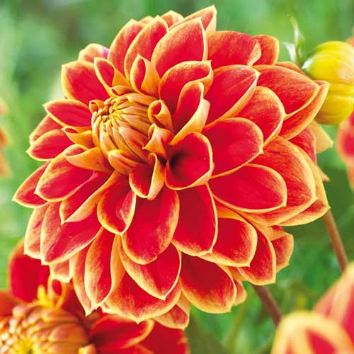 Георгина Максим артикул фото 1 Георгина Максим изображение 1 артикул 76423