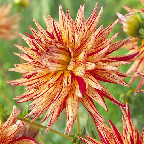 Георгина Марканти изображение 1 артикул 76567