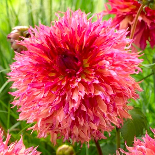 Георгина Миртлз Фолли изображение 1 артикул 70482