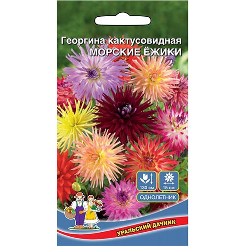 Георгина Морские Ежики, смесь окрасок Уральский дачник изображение 1 артикул 94782