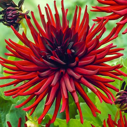 Георгина Нуит д'Эте изображение 1 артикул 76569