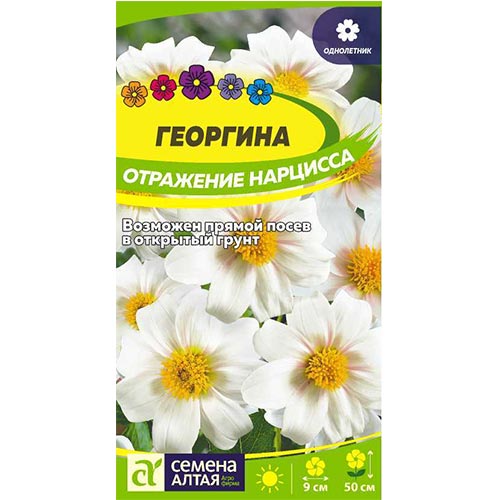 Георгина Отражение нарцисса Семена Алтая изображение 1 артикул 94161