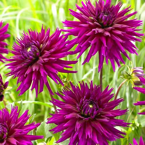 Георгина Пурпл Джем изображение 1 артикул 76427