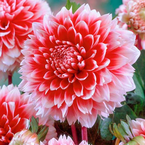 Георгина Ред энд Вайт Фубуки изображение 1 артикул 76220