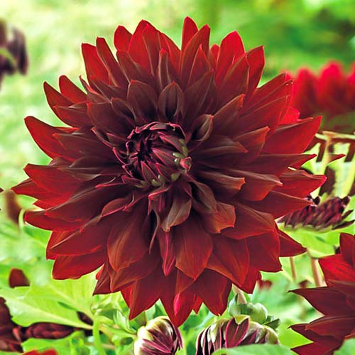 Георгина Рип Сити изображение 1 артикул 76575