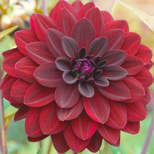 Георгина Блэк Барбара изображение 1 артикул 67128