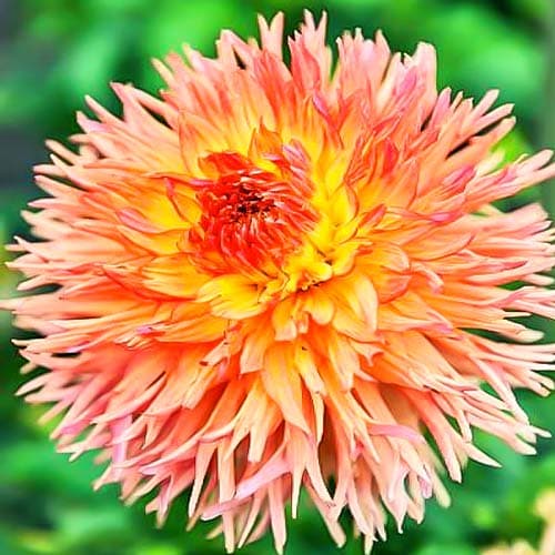 Георгина Снохо Вондер изображение 1 артикул 76057