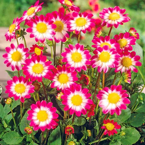 Георгина Свитхарт изображение 1 артикул 76577