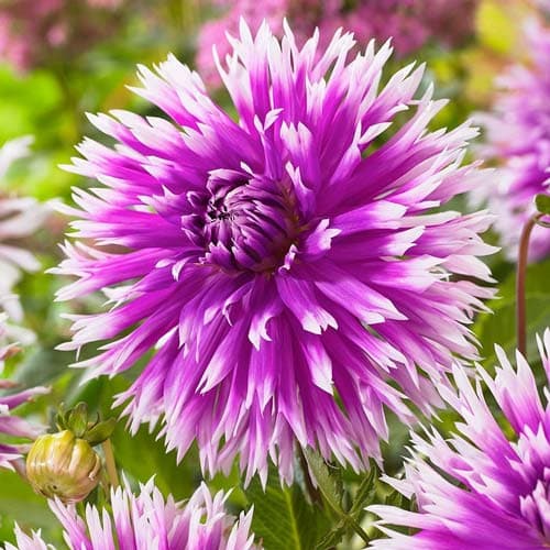 Георгина Тэйбл Данс изображение 1 артикул 76058