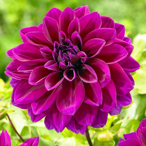 Георгина Томас Эдисон изображение 1 артикул 68256