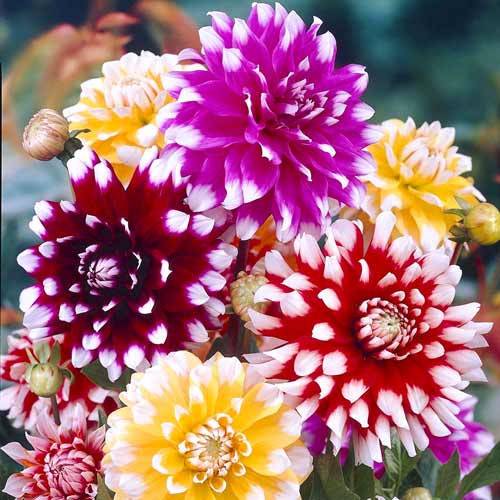 Георгина Топ Уайт, микс изображение 1 артикул 68356