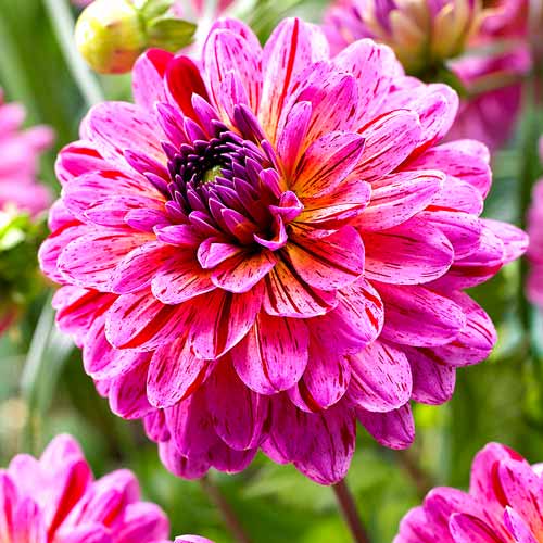 Георгина Тропикал изображение 1 артикул 76526