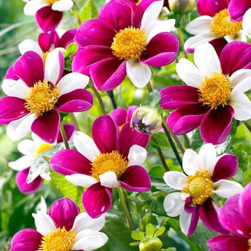 Георгина Твайнингс Смарти изображение 1 артикул 76060