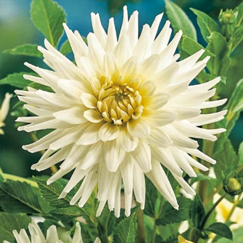 Георгина Вайт Стар артикул фото 1 Георгина Вайт Стар изображение 1 артикул 76430