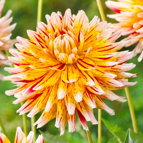 Георгина Вайнсом артикул фото 1 Георгина Вайнсом изображение 1 артикул 70481