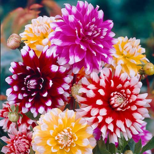 Георгина Вайт Топ, микс изображение 1 артикул 76431