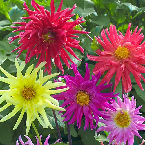 Георгина Звездный карнавал, смесь окрасок Premium Seeds изображение 1 артикул 83900