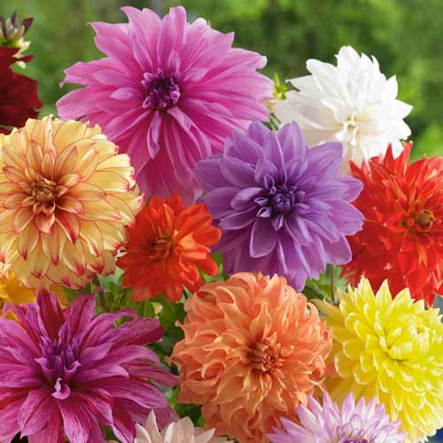 Георгина Декоративная, микс артикул фото 1 Георгина Декоративная, микс изображение 1 артикул 76415