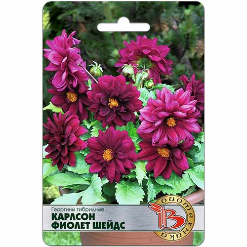 Георгина гибридная Карлсон Фиолет Шейдс Биотехника изображение 1 артикул 74082
