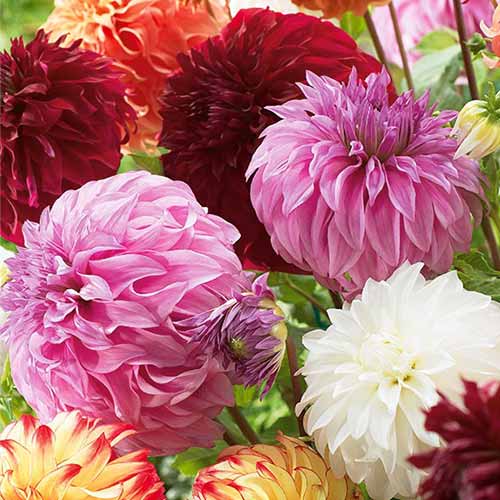 Георгина Гиганты, микс изображение 1 артикул 76512