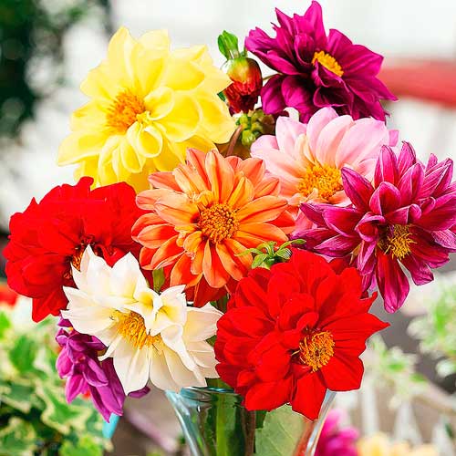 Георгины Кинг Сайз, микс изображение 1 артикул 68244