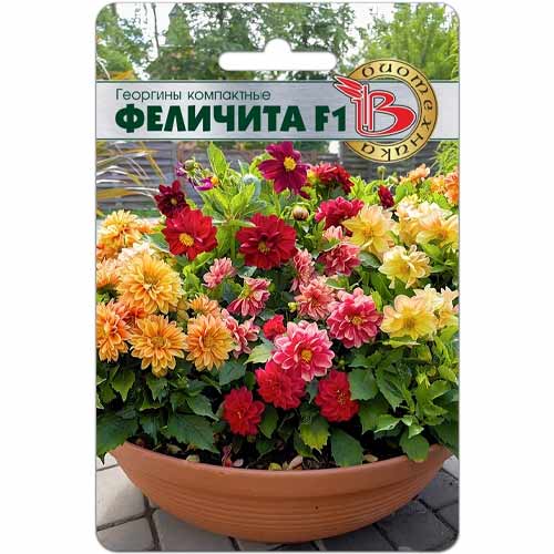 Георгины компактные Феличита F1 Биотехника артикул фото 1 Георгины компактные Феличита F1 Биотехника изображение 1 артикул 40421