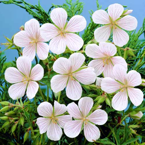 Герань Кларка Кашмир Уайт изображение 1 артикул 68655