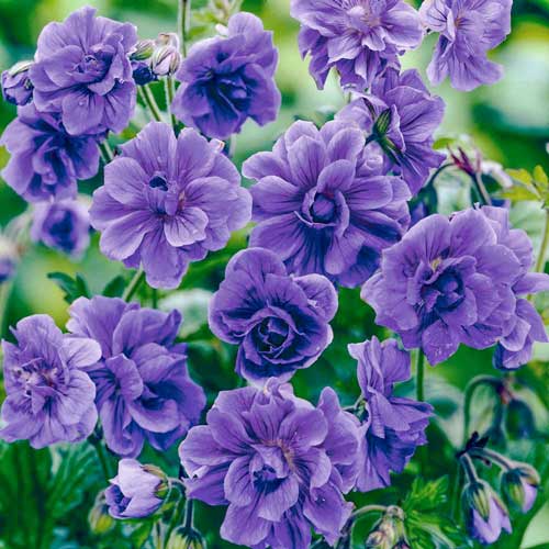 Герань гималайская Пленум изображение 1 артикул 76241