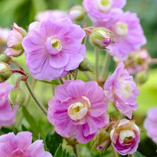 Герань луговая Саммер Скайс артикул фото 1 Герань луговая Саммер Скайс изображение 1 артикул 76242