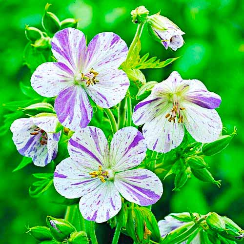 Герань Сплиш Сплэш изображение 1 артикул 70392