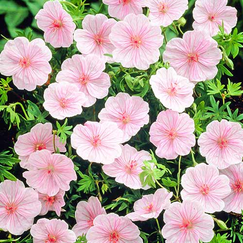 Герань кроваво-красная Стриатум изображение 1 артикул 76584