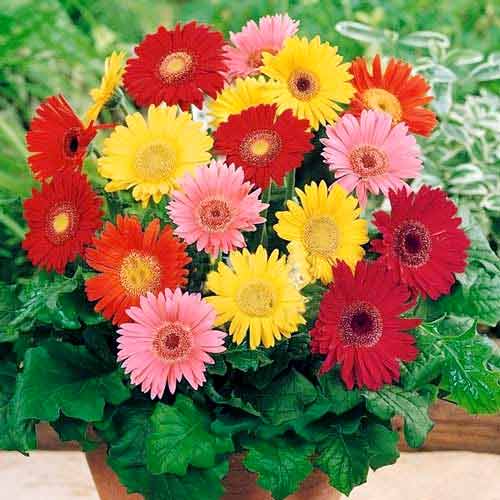 Гербера Фестиваль мини, смесь окрасок изображение 1 артикул 65829