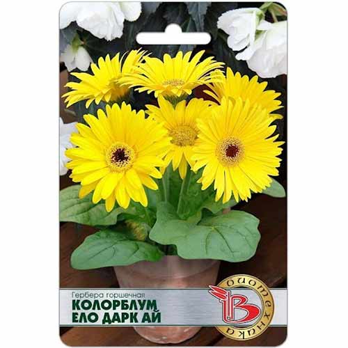 Гербера Колорблум Ело Дарк Ай Биотехника изображение 1 артикул 82686
