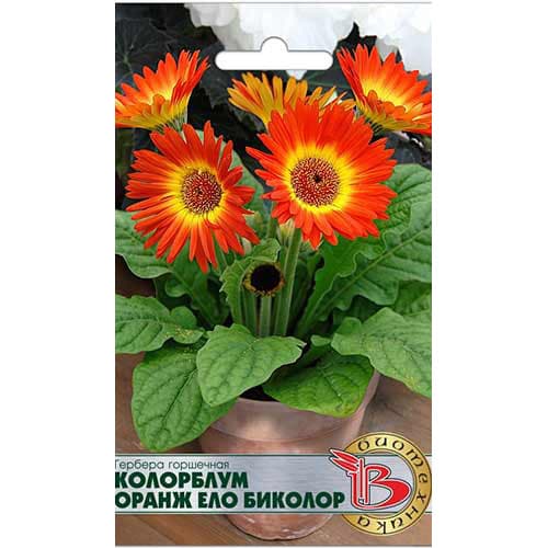 Гербера горшечная Колорблум Оранж Ело Биколор Биотехника изображение 1 артикул 82687