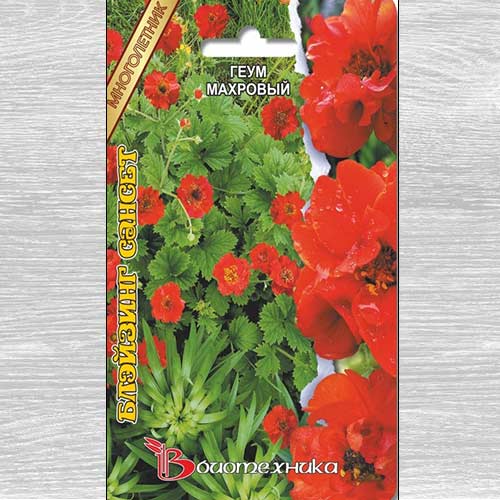Геум махровый Блэйзинг Сансет артикул фото 1 Геум махровый Блэйзинг Сансет изображение 1 артикул 74799
