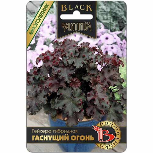 Гейхера гибридная Гаснущий огонь Биотехника артикул фото 1 Гейхера гибридная Гаснущий огонь Биотехника изображение 1 артикул 74076