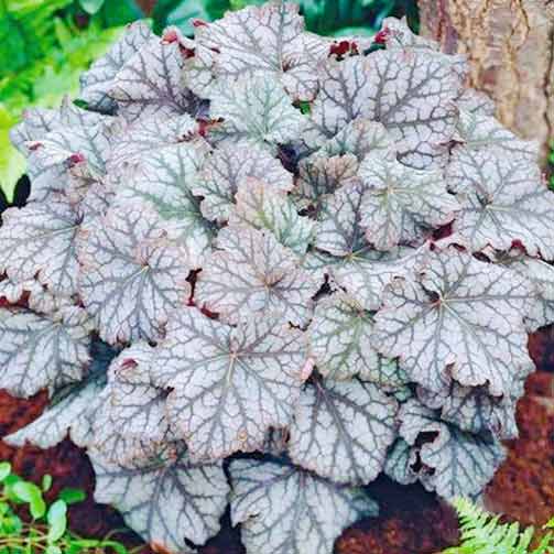 Гейхера Марс изображение 1 артикул 67190