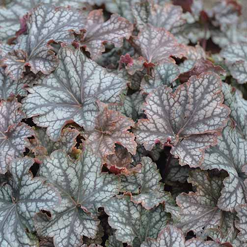 Гейхера Марс изображение 2 артикул 67190