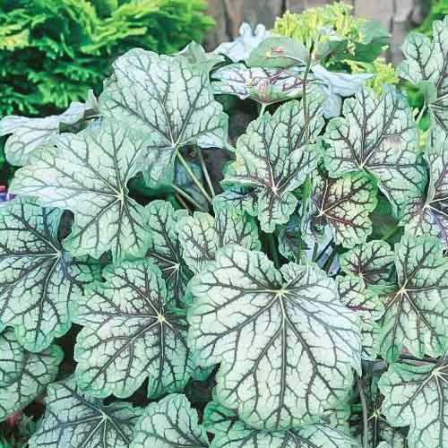 Гейхера гибридная Марвелес Марбл Сильвер изображение 1 артикул 74077