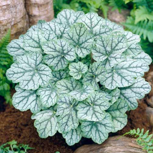 Гейхера Венус изображение 1 артикул 67194