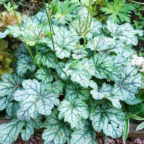 Гейхера Венус изображение 2 артикул 67194