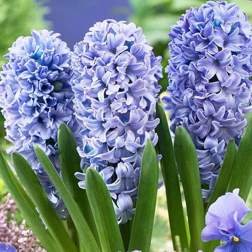 Гиацинт Блю Айз изображение 1 артикул 67356