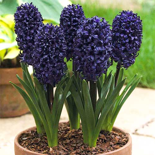 Гиацинт Блю Сапфир изображение 1 артикул 67358