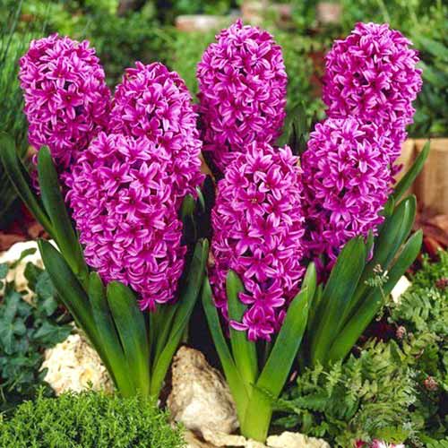 Гиацинт Бродвей изображение 1 артикул 67582