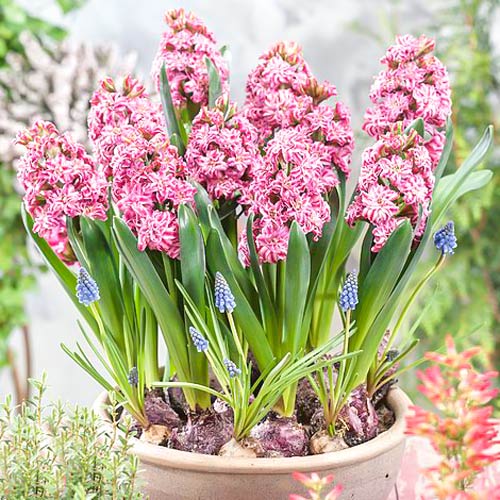 Гиацинт Дабл Эрос изображение 2 артикул 67591