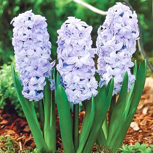 Гиацинт Генерал Колер изображение 1 артикул 67361